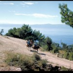 Dalmatia, former Yugoslavia: Initial Seven Countries Study Survey