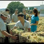 Crete Seven Countries Study Five-year Follow-up Survey