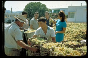Crete Seven Countries Study Five-year Follow-up Survey